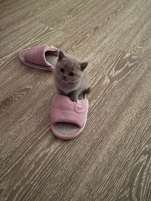 Британские котята