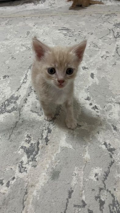 Отдам котят в добрые руки