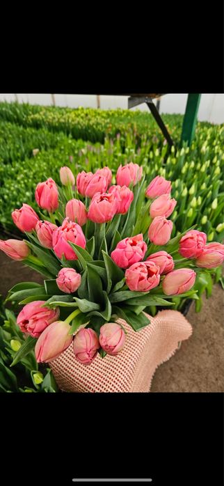 Тюльпаны Оптом и Розница