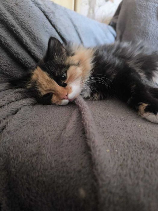 Отдам в добрые руки