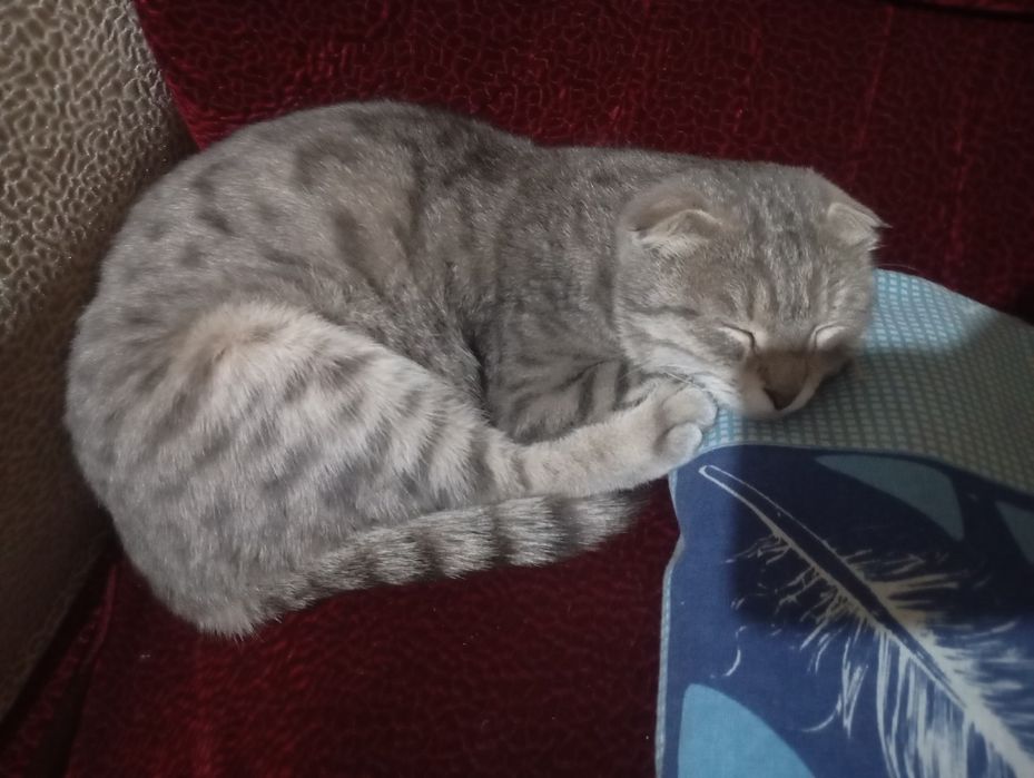 Mushuk bolasi sal kotaro srochniga sotladi