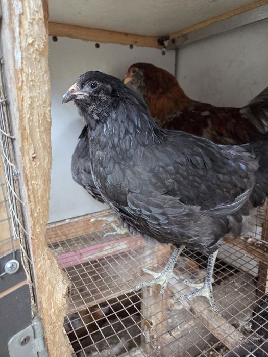 Молодая семья амераукана.