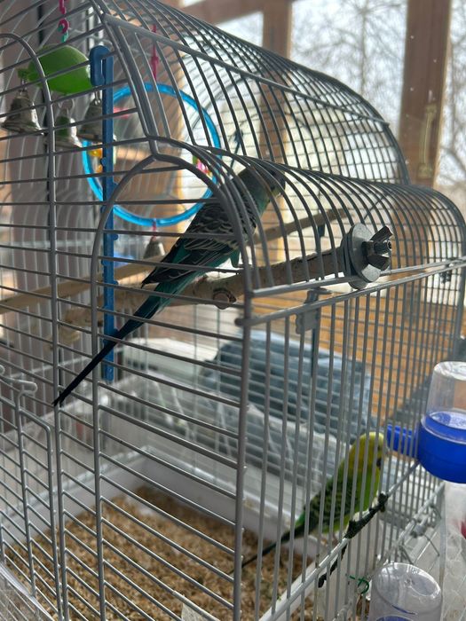 Продам .Попугаев с клеткой!