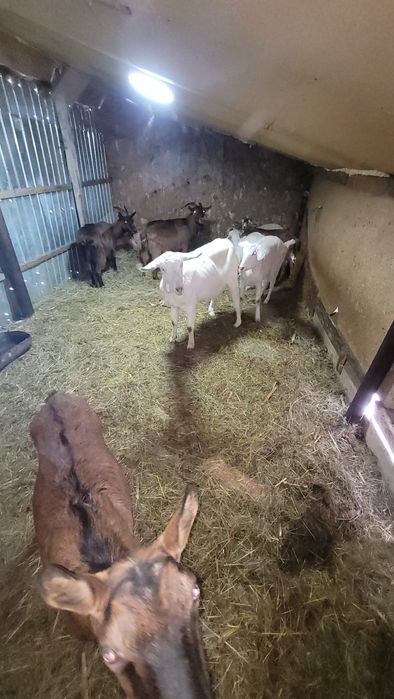 Capra mamă și fiică gestante