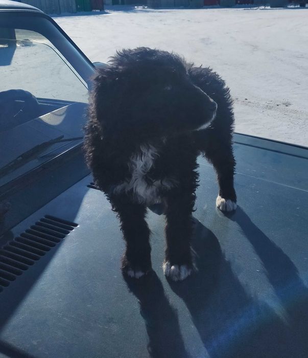 Бесплатно дарим щенков