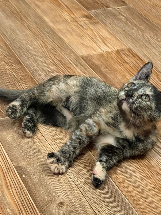 Отдам котят в добрые руки