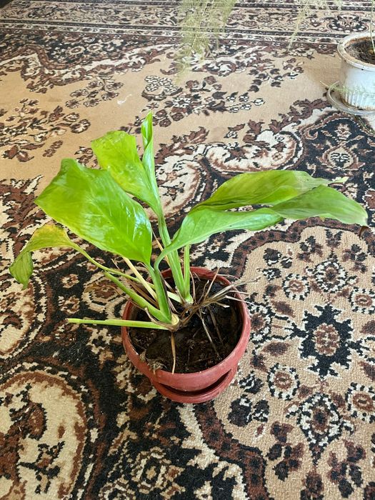 Продам цветы в горшках