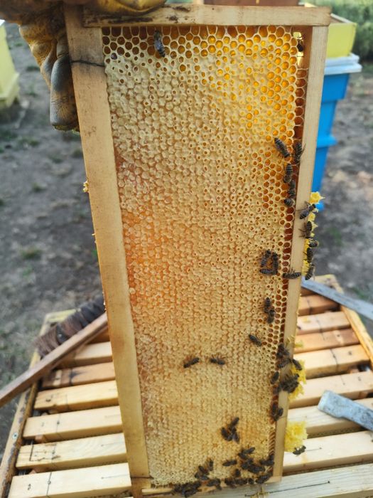 Продавам пчелен мед букет 2025