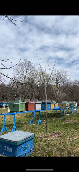 Vand 25 famili de albine cu lada sau fara