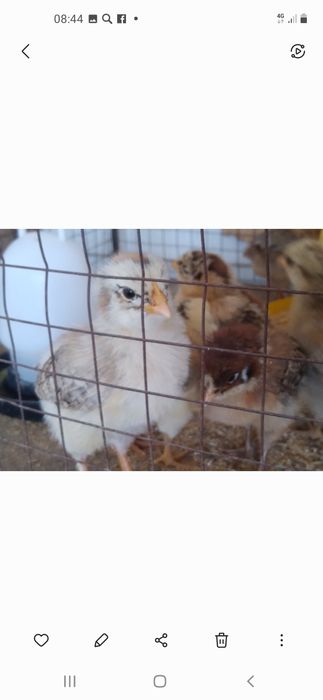 Продам цыплят кученских