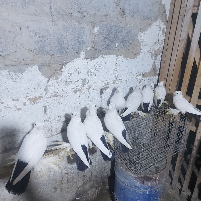 Чернахвость чубати старапародный игравые