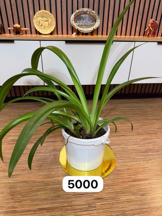 Продам комнатные цветы