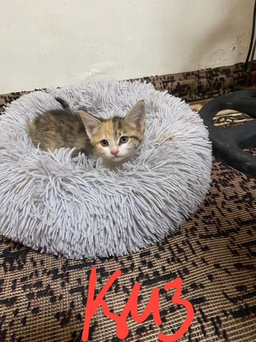 Хадияга мушук боллари берамиз