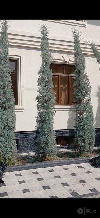 Archa kesish xizmati