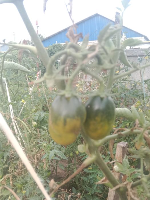 Продам зелёные помидоры