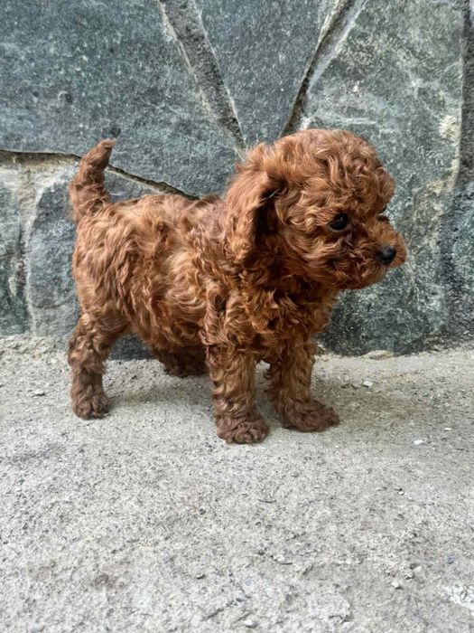 Пудел Той/Poodle Toy