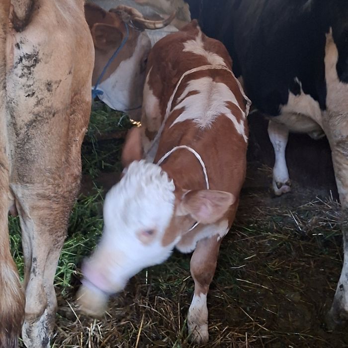 Vând o vițea de 2 luni