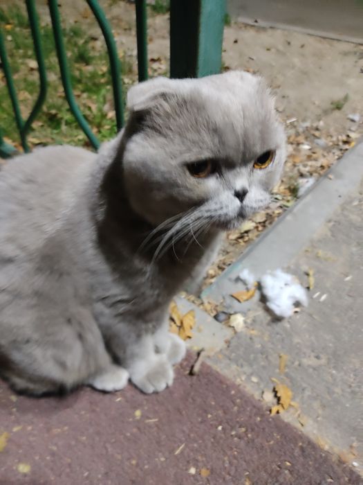 Ищем любителей шотландских вислоухих котеек