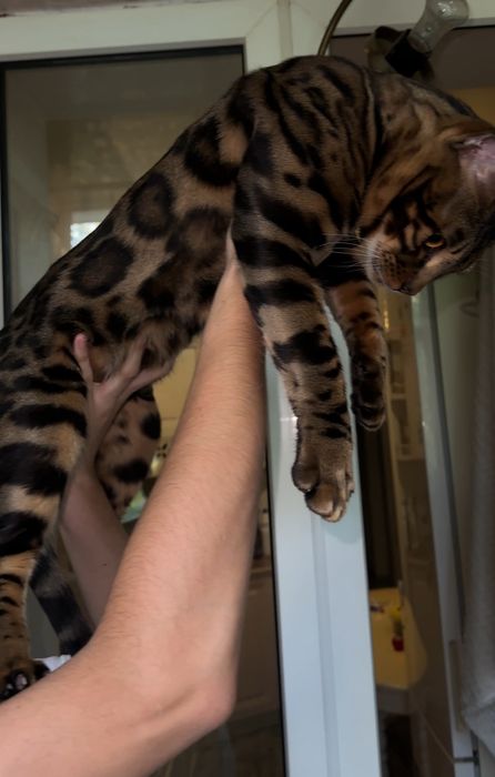 Вязка Бенгальский кот