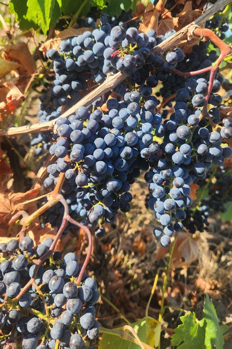 Struguri de vin și de masă din podgoriile proprii