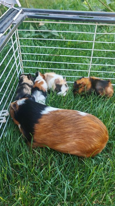 Продам морских свинок!