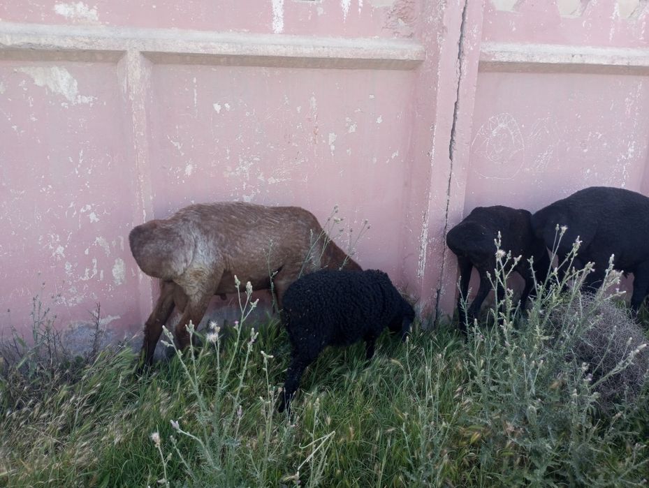 Куйлар сотилади, еки деу автомашинасига алмаштирилади соглигига ва еб