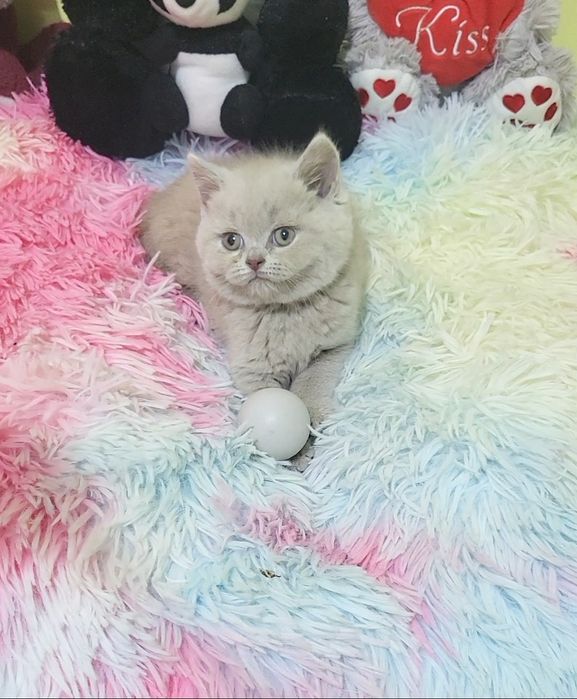 British shorthair