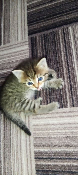 Отдам котенка в добрые руки