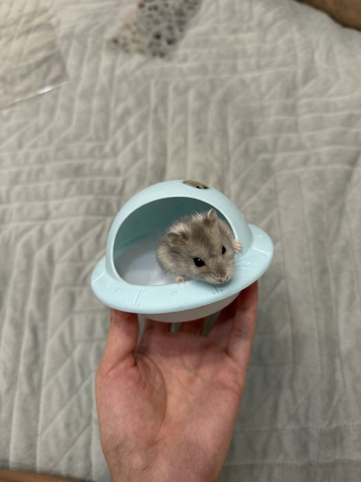 Джунгарские хомяки