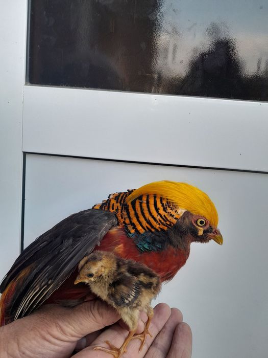 Tovus va tustovuq jujalari sotiladi