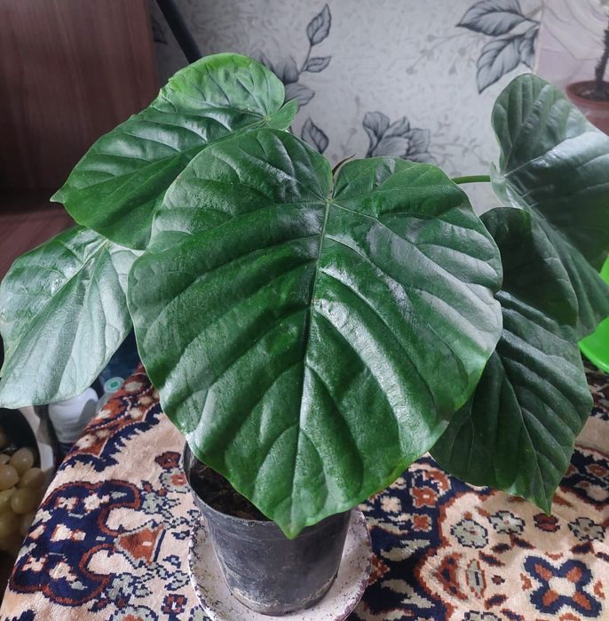 Продам фикусы Умбеллата ,Бенгальский тигр  и Триангулярис