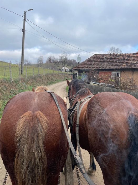Vând 3 armăsari în vârstă de un jumate