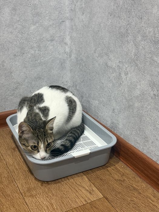 Игривый котенок бесплатно