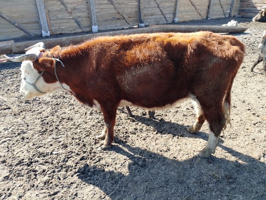 Бузаулы сиырлар сатылады