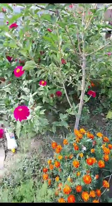 Продам жастар 1. времянку люкс