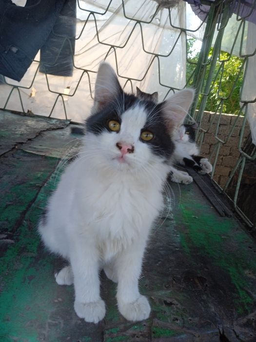 Отдам в хорошие руки