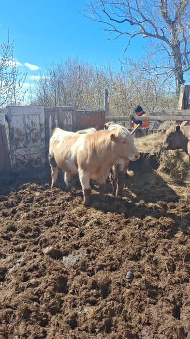 Продам быка на племя