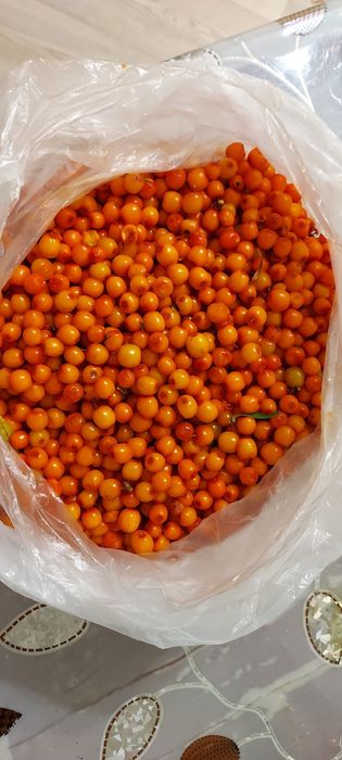 Продам крупную домашнюю облепиху