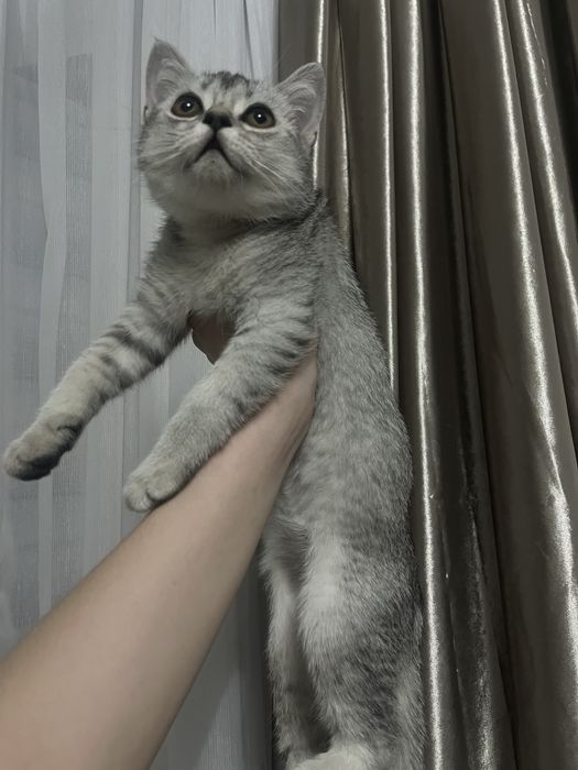 очаровательный скоттиш страйт