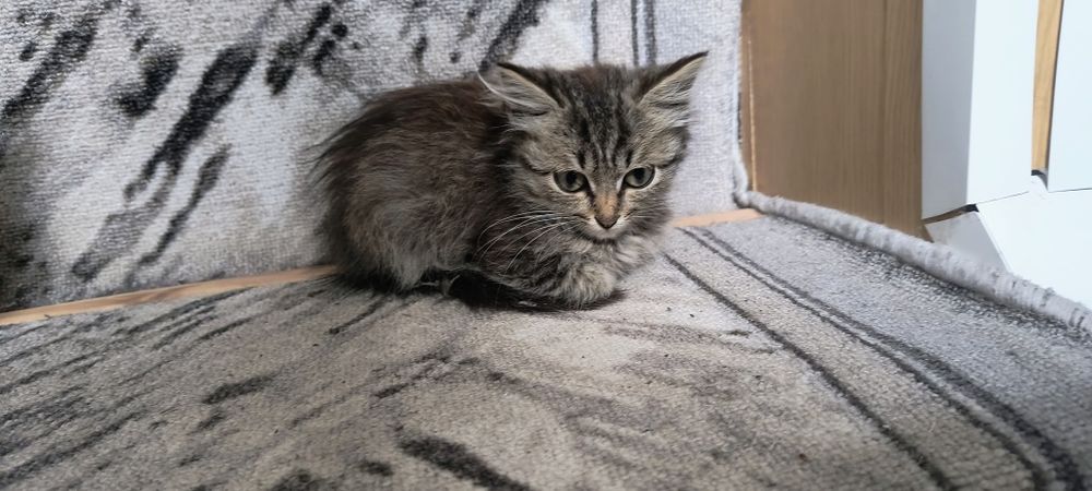 Отдам котенка Девочку в добрые руки