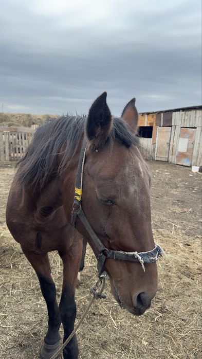 Бие, байтал, тай сатылады.