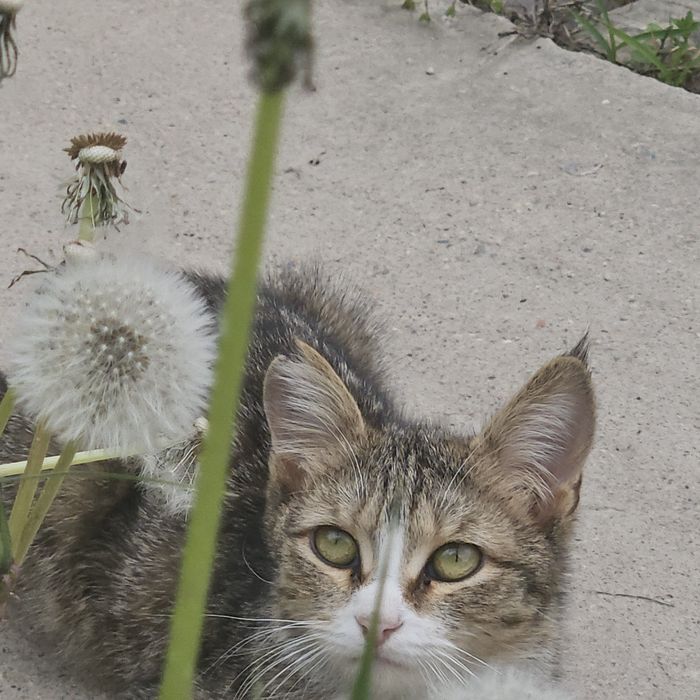 Кошечка в добрые руки