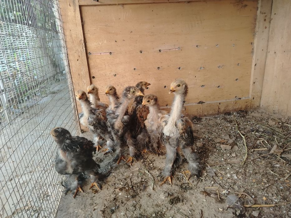 БРАМА Палвий Пух Жужалари 2 Ойли