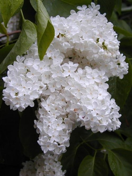 Бял  Люляк  (Syringa)