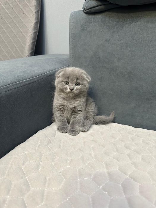 Шотландские котятя