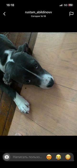 Питбуль девочка.