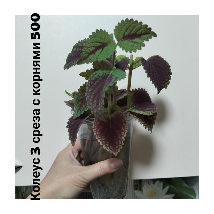 Цветы домашние не дорого