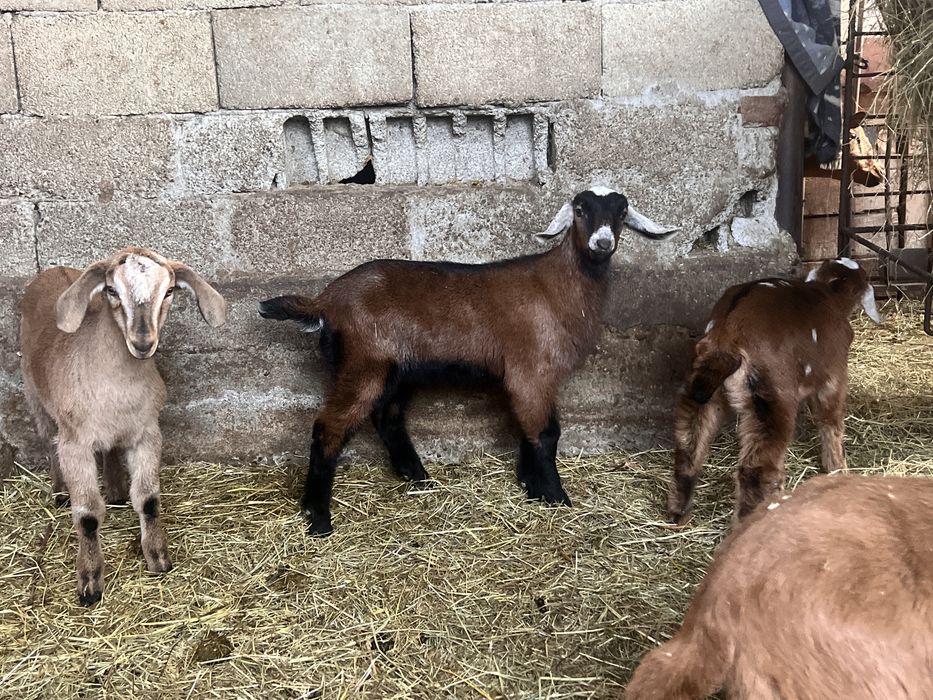 Tapisori si iedute anglonubian