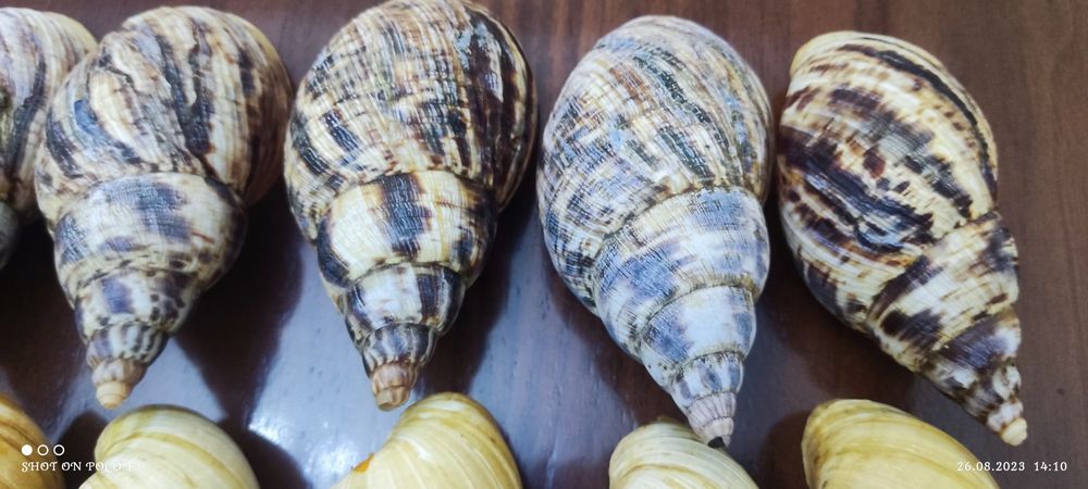 Раковины для декора.