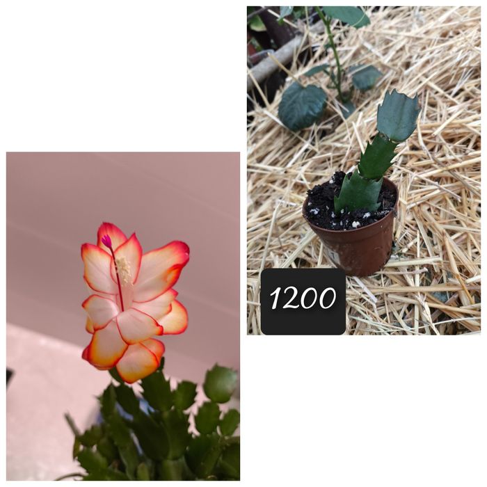 Цветы разные цветущие